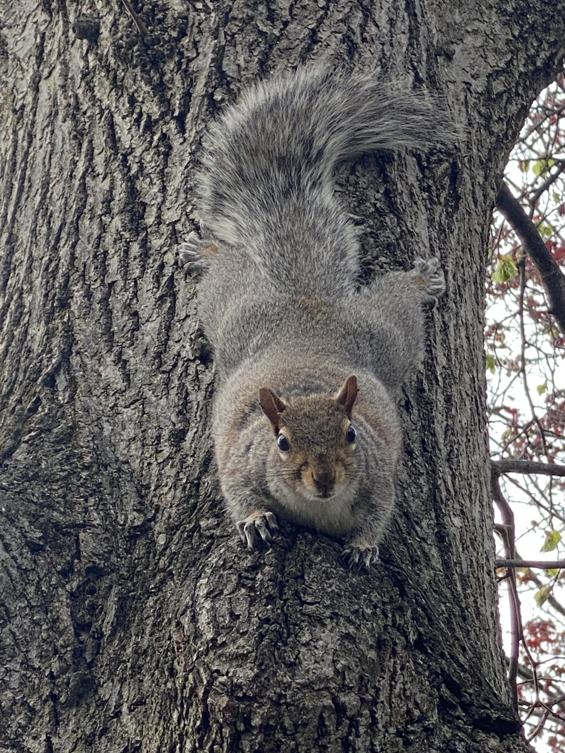 Squirrel